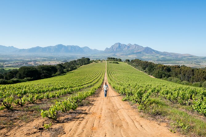 Franshhoek and Stellenbosch Wine, Chocolate and Cheese  - Cape Town - Wine and Chocolate Pairing in Stellenbosch