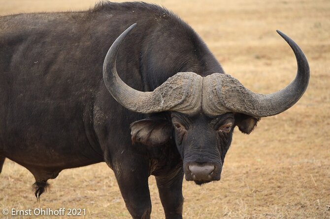 Full Day Big 5 Addo Elephant Park and Schotia Combo Package - Common Questions