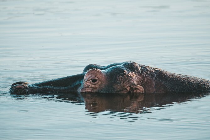 Full Day Exquisite Pilanesberg Safari From Johannesburg - The Sum Up