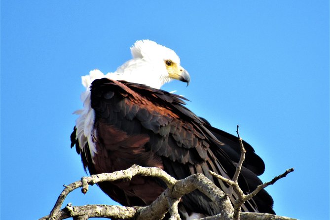 Full-Day Kruger National Park Safari - Tips for a Memorable Safari Experience