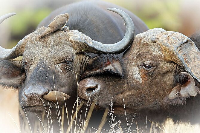 Full Day Private Kruger Park Safari - Additional Information and Resources