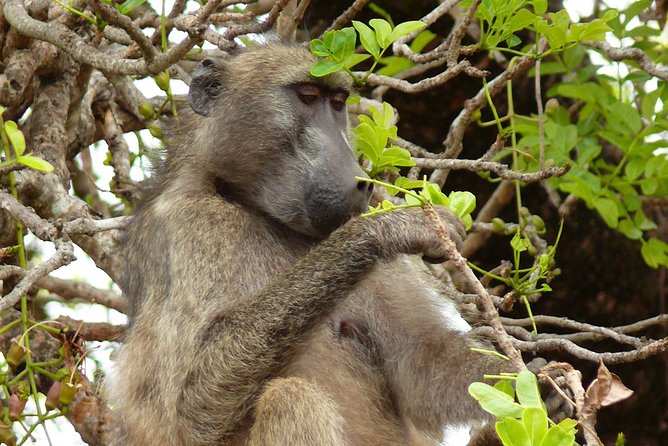 Full Day Safari in the Kruger National Park From Hazyview - Cancellation Policy and Refunds