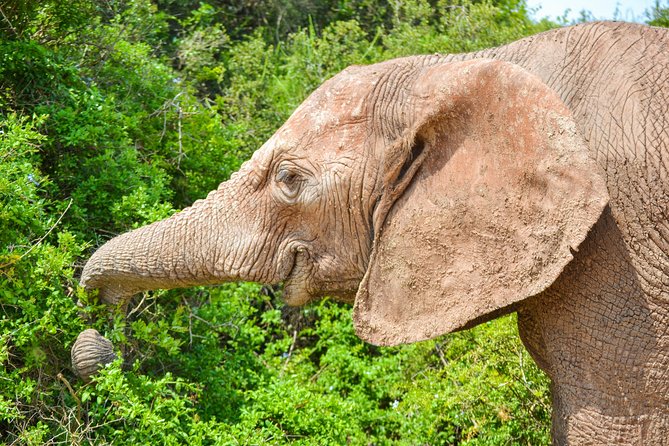 Full Day Safari Tour In Addo Elephant National Park - Common Questions