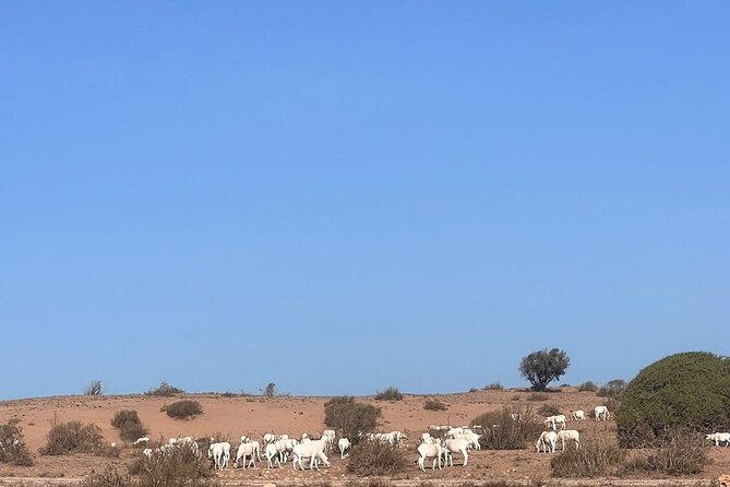Full Day to Small Desert From Agadir - Common Questions