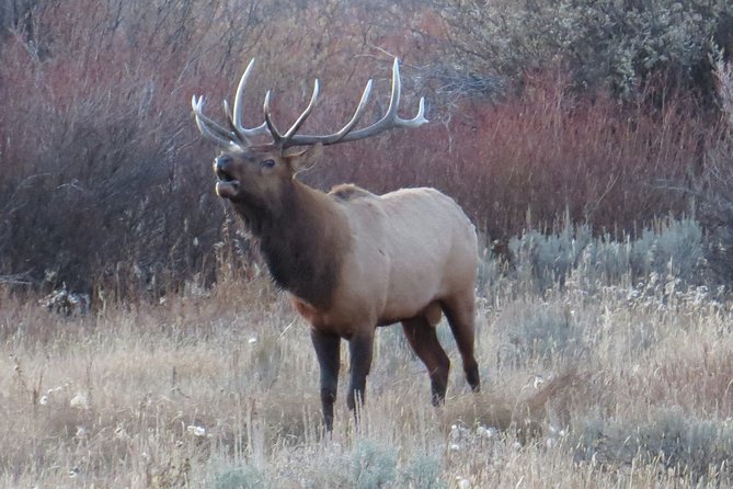 Grand Teton National Park - PRIVATE Sunrise Tour From Jackson Hole - Common Questions