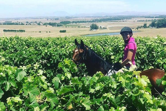 Half Day Horseback Wine Tour - The Sum Up
