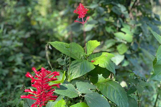 Half-Day Small-Group River Experience in El Yunque With Local - The Sum Up