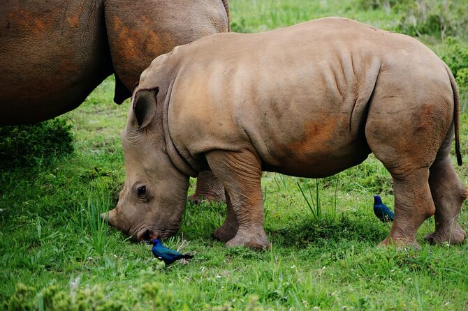 Half-Day Tour to Rhino And Lion Reserve in Krugersdorp - Guided Tour and Learning Opportunities