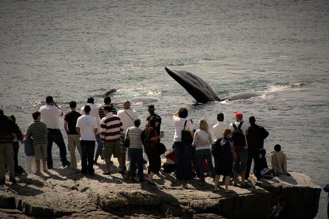 Hermanus Land Based Whale Walking Tour With Dave De Beer - Contact Information