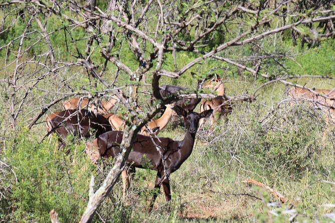 Horseback Safari Adventure in Hartbeespoort From Johannesburg - Common Questions
