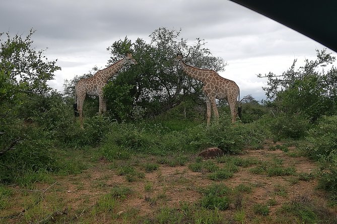 Johannesburg Private 2-Day Pilanesberg Safari  - Pretoria - Additional Information and Resources