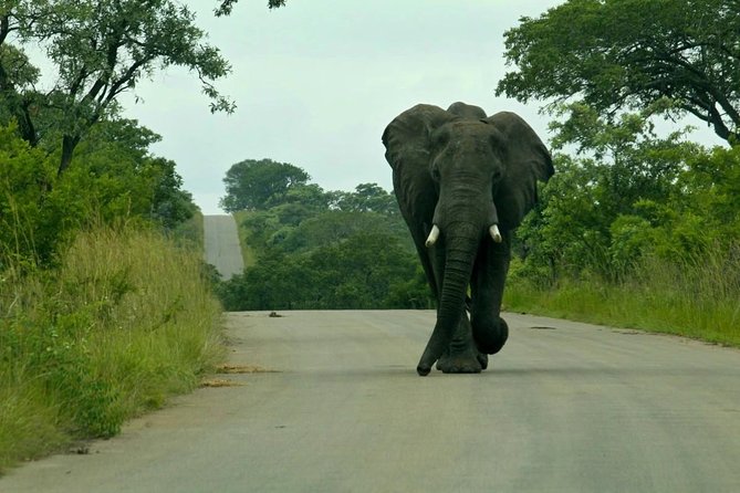 Kruger National Park 2 Days 1 Night Magical Safari From Johannesburg - Directions for the Tour
