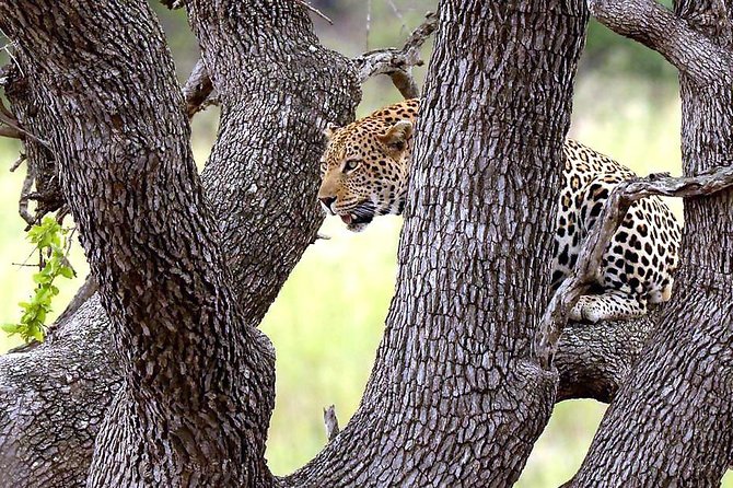 Kruger National Park. 3 Days Best Ever Safari From Cape Town - Common Questions