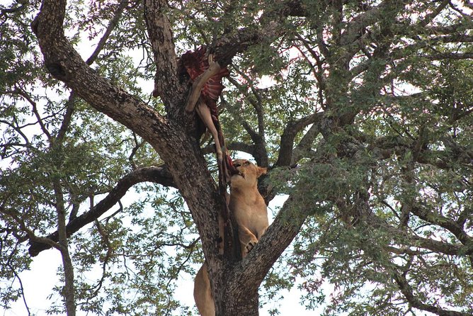 Kruger National Park Afternoon Sunset Safari Tour - Additional Information and Policies