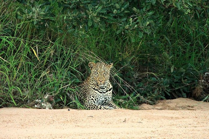 Kruger National Park Full Day Safari Tour - Common Questions