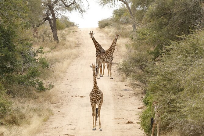 Kruger National Park Sunrise Morning Private Safari - Common Questions