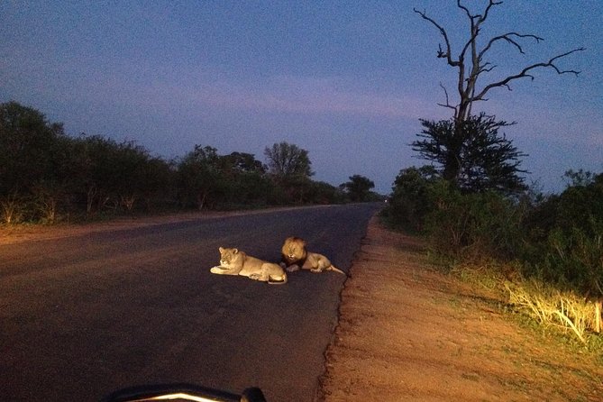 Kruger Park Safari: Guided Day Tour From Nelspruit - Common Questions
