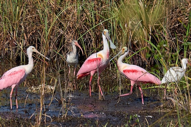 Little Havana Walking Tour 1 Hour Everglades Airboat Ride - The Sum Up