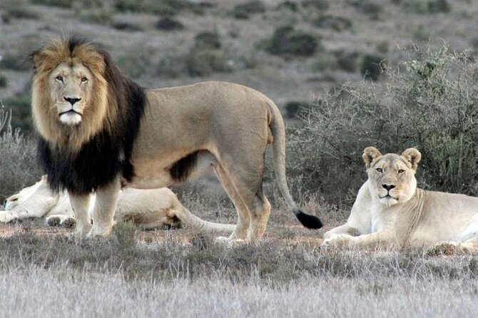 Luxury 2-Day In & Out Garden Route Safari Tour - The Sum Up