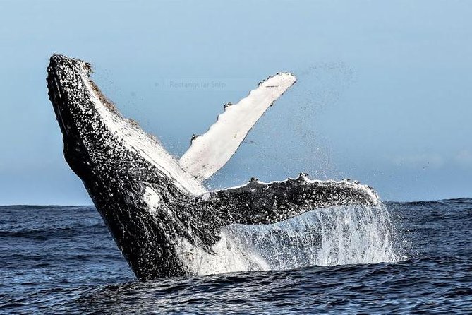 Marine Big 5 Full Day Guided Return Transfer Cape Town - Gansbaai - Directions and Contact Information