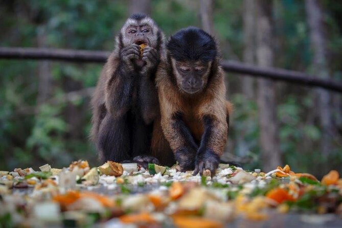 Monkeyland Guided Tour in Plettenberg Bay - Common Questions