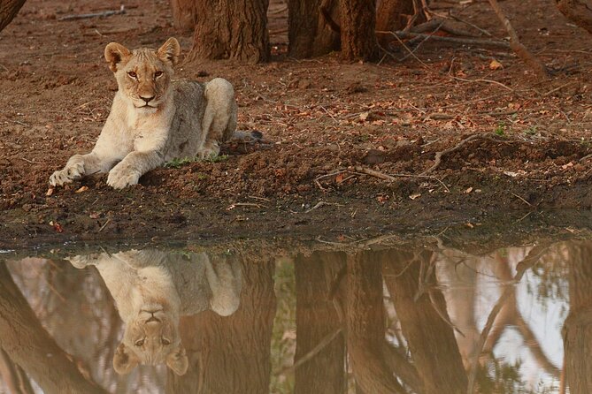 Morning Game Drive Safari Near Hoedspruit - Common Questions
