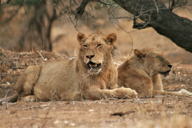 Morning Kruger National Park Safari - Time-saving Option