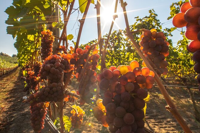 Okanagan Falls Wine Tour Full Day Guided With 5 Wineries - Wine Tasting Experience