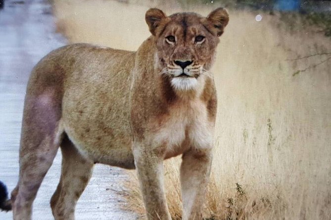 Open Vehical Safari in Kruger National Park Half Day - Tips for a Successful Half Day Open Vehicle Safari in Kruger National Park