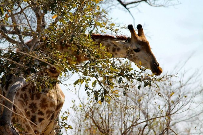 Overnight Kruger National Park Classic Camping Safari - Booking and Reservation Process