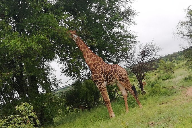Pilanesberg Full Day Safari Private - Cancellation Policy and Terms