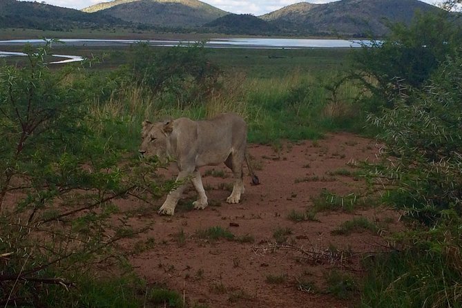Pilanesberg National Park One-Day Safari From Johannesburg - Common Questions