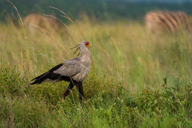 Pilanesberg National Park Private Full-Day Safari Tour  - Johannesburg - Viator Help Center and Company Information