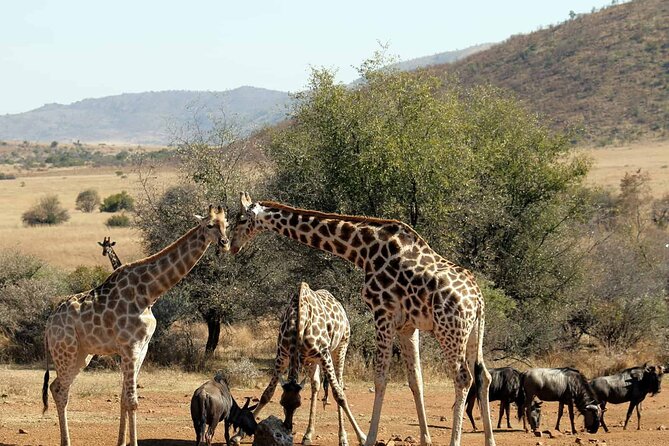 Pretoria Private Full-Day Pilanesberg Open-Vehicle Safari - Pricing and Booking Information