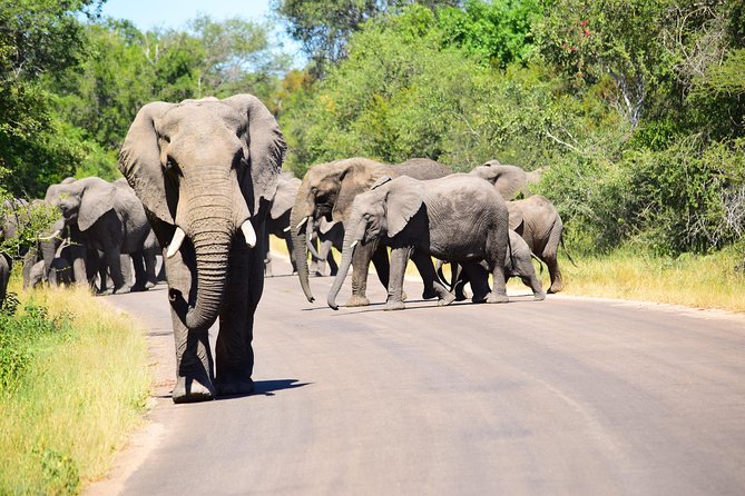 Private 5-Day Overnight Safari in Kruger Park From Skukuza Airport - Common Questions