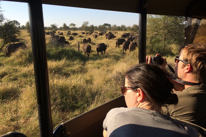 Private Morning Game Drive From Hazyview L Kruger National Park - The Sum Up