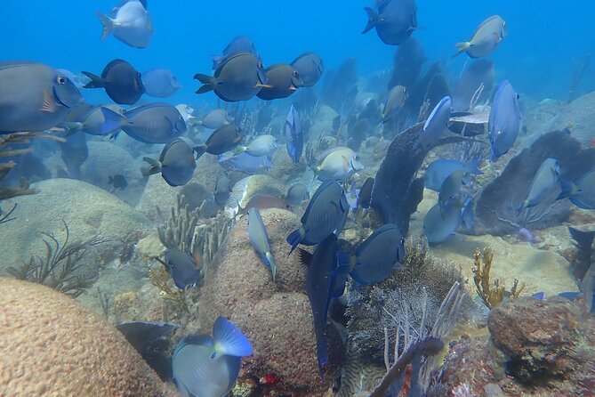 Private Rincon Snorkeling Adventure - The Sum Up