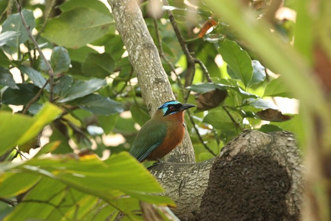 Rainforest Tour - The Sum Up