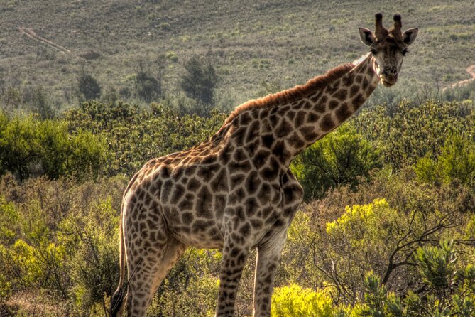 Safari Cycle and !Khwa Ttu San Heritage Experience - Cancellation Policy