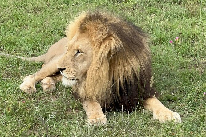 Schotia Big 5 Safari Port Elizabeth (Optional Accommodation) - Optional Accommodation