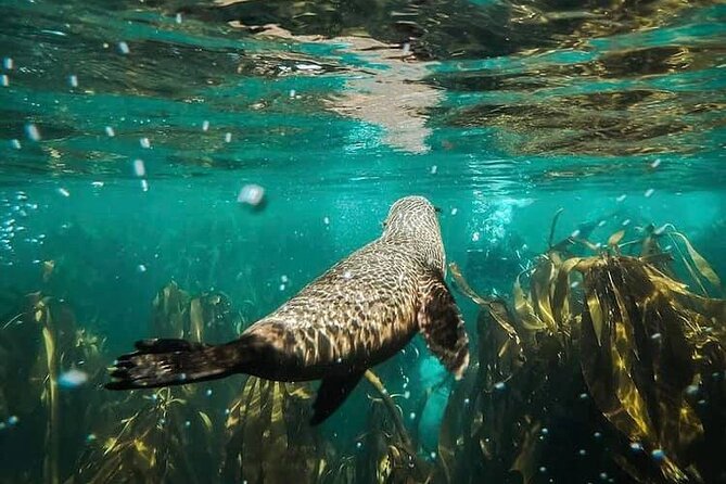 Seal Snorkeling Experience in Cape Town - Gear and Instruction Provided