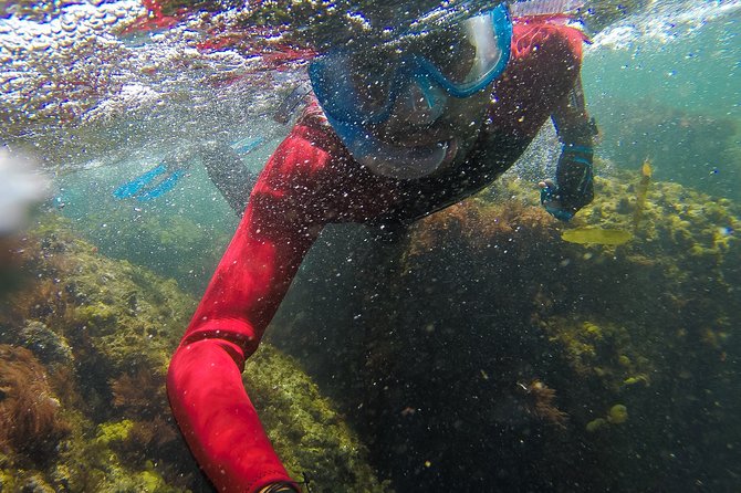 Sesimbra Small-Group Snorkeling Tour  - Setubal District - Common Questions
