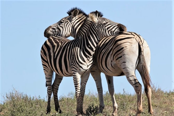 Shore Excursion Cruise Ships Port Elizabeth, Addo Elephant Park - How to Get to Addo Elephant Park From Port Elizabeth