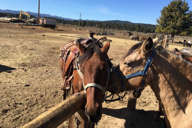Sierra Histroric Tour & Horseback Riding From Reno - Common Questions
