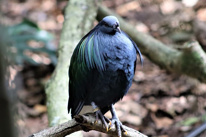 Skip the Line: Birds of Eden Admission Ticket - Common Questions