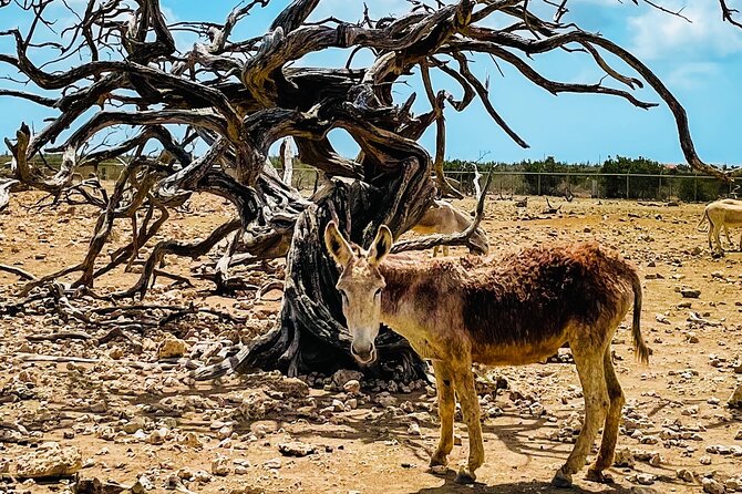 South Bonaire Private Island Tour - The Sum Up