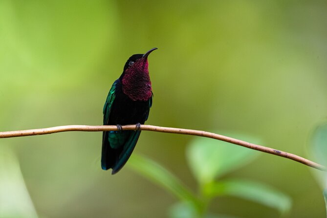 St Lucia Birdwatching Tour at Rainforest Adventures - Reviews and Pricing