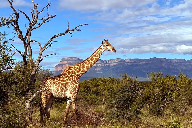 Sunset Game Drive Safari Near Hoedspruit - Common Questions
