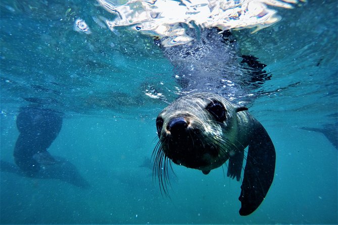 Swim With Seals - The Sum Up