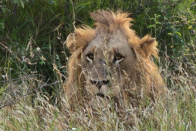 The Kruger National Park - Full Day Tour - The Sum Up